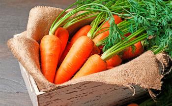 propiedades nutricionales del alimento Zanahoria